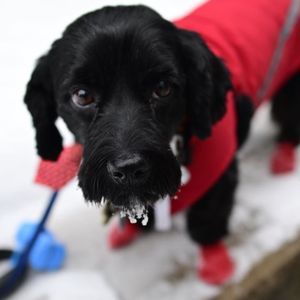 Meet your Posher, Janine